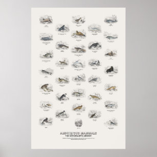 Affiche Mammifères amphibies - Bibliothèque du naturaliste