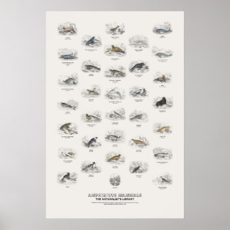 Affiche Mammifères amphibies - Bibliothèque du naturaliste