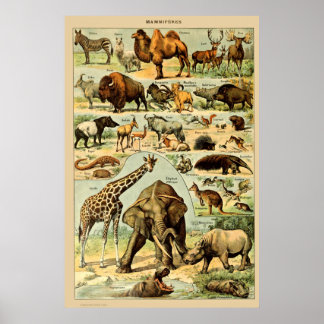 Affiche Mammifères vintages Animaux Vieux art d'illustrati