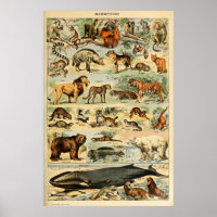 Mammifères vintages Animaux Vieux art d'illustrati