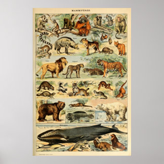 Affiche Mammifères vintages Animaux Vieux art d'illustrati
