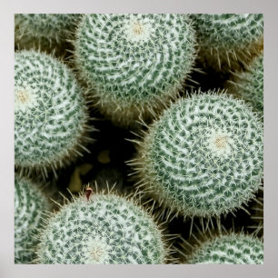 Affiche Mammillaria hahniana