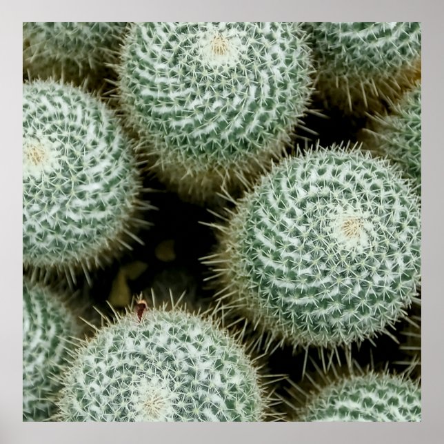 Affiche Mammillaria hahniana (Devant)