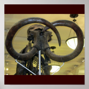 Affiche Mammoth Closeup