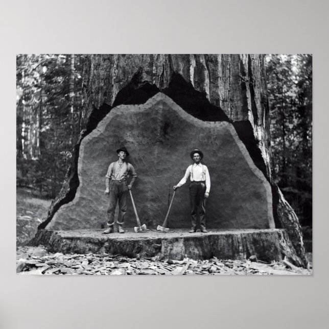 Affiche MAMMOTH SEQUOIA c. 1878 (Devant)