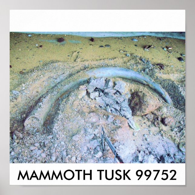 Affiche mammouth tusk (2), MAMMOTH TUSK 99752 (Devant)