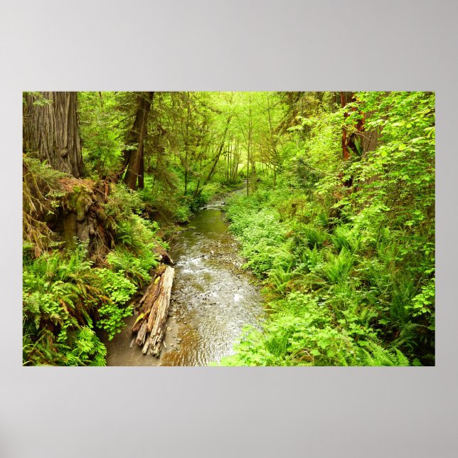 Affiche Man Creek II perdu dans le parc national Redwood (Devant)