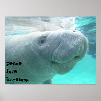 Affiche Manatee