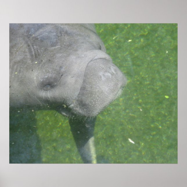 Affiche Manatee Smiles (Devant)