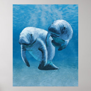 Affiche Manatees