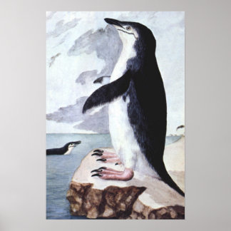 Affiche Manchot à Collerette Vintage, Oiseaux d'Antarctiqu