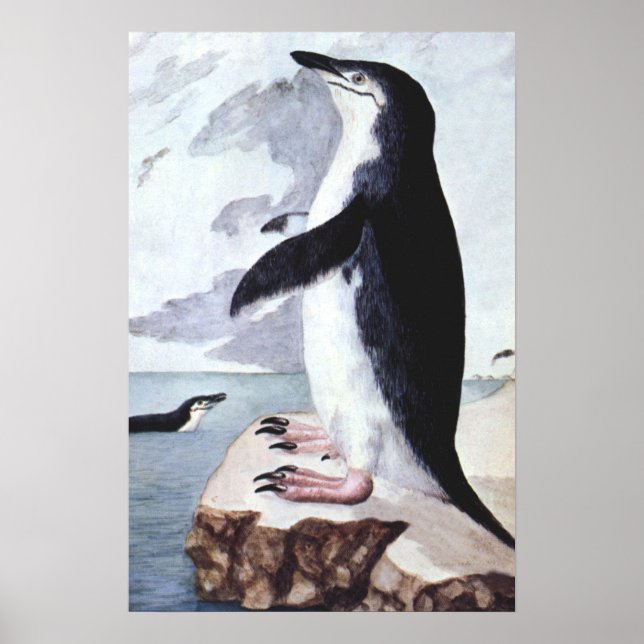 Affiche Manchot à Collerette Vintage, Oiseaux d'Antarctiqu (Devant)