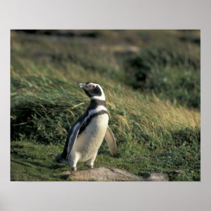 Affiche Manchot de Magellan (Spheniscus magellanicus),