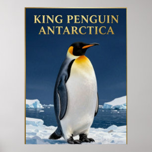 Affiche 🐧 Manchot Royal Faune Antarctique