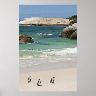 Affiche Manchots à Boulders Beach, Simons Town, Afrique du