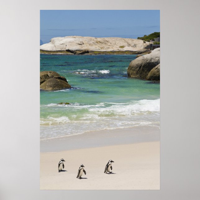 Affiche Manchots à Boulders Beach, Simons Town, Afrique du (Devant)