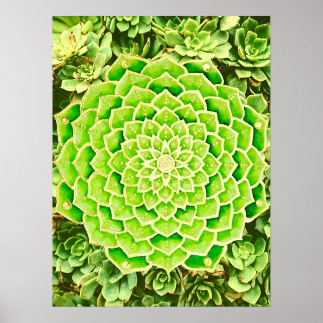 Affiche Mandala Green Gold Abstrait Photographie Succulent (Devant)