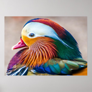 Affiche Mandarin Canard Beau