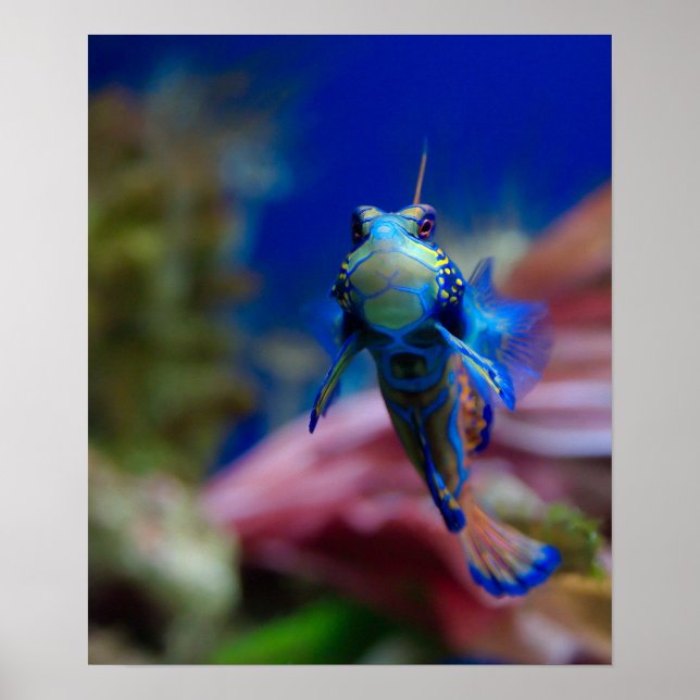Affiche Mandarinfish (Devant)