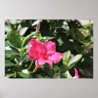 Affiche Mandevilla rose