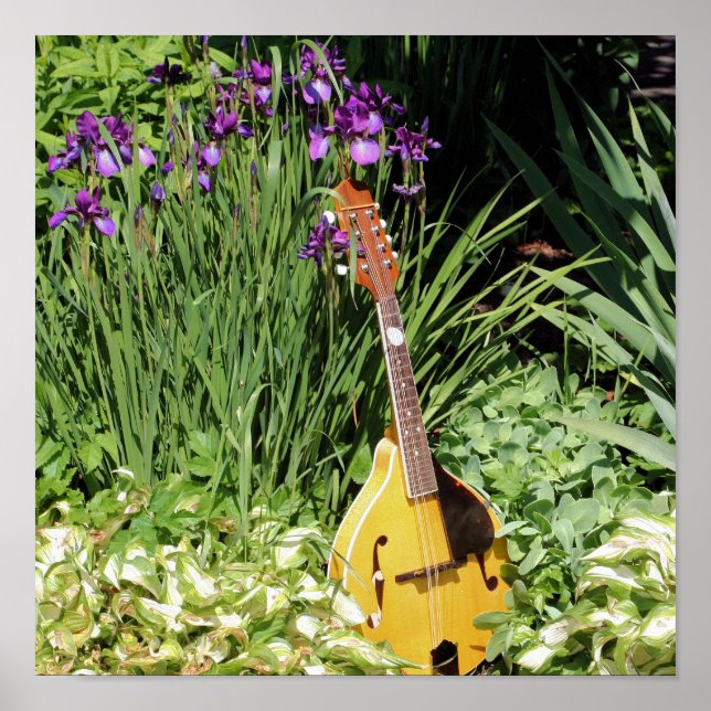 Affiche Mandolin Et Iris Flower Garden (Devant)
