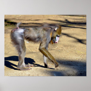 Affiche Mandrill standing on ground