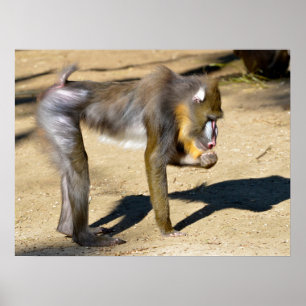 Affiche Mandrill standing on ground 