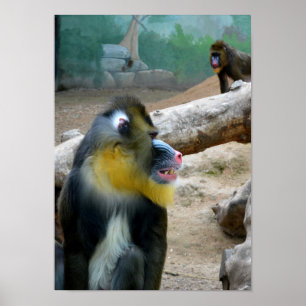 Affiche Mandrills