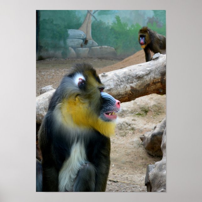 Affiche Mandrills (Devant)