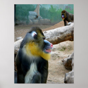 Affiche Mandrills