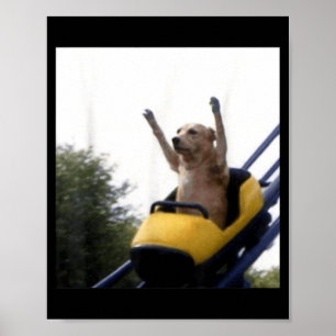Affiche Manège de chien labrador Mème drôle