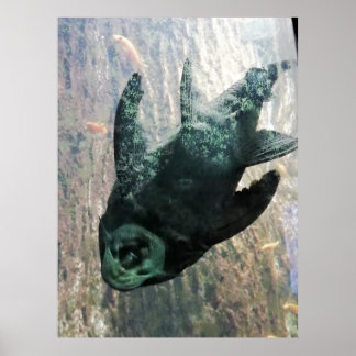 Affiche Mangeur d'algues dans un aquarium.