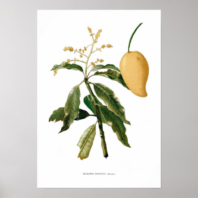 Affiche Mango (Devant)