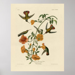 Affiche Mango Hummingbird from Audubon's Birds of America