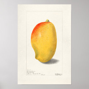 Affiche Mango (Mangifera Indica) Peinture d'aquarelle aux 