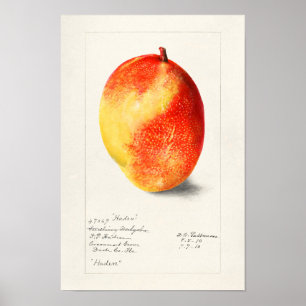 Affiche Mango (Mangifera Indica) Peinture d'aquarelle aux 