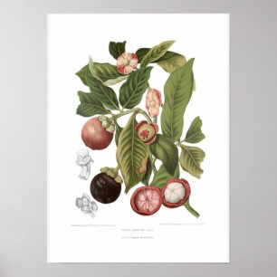Affiche Mangosteen violet