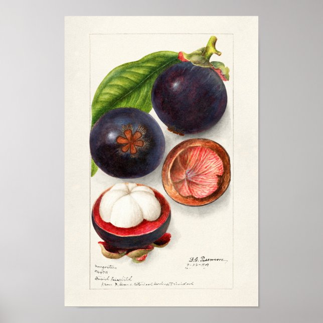 Affiche Mangosteens (Garcinia Mangostana) Peinture aux fru (Devant)