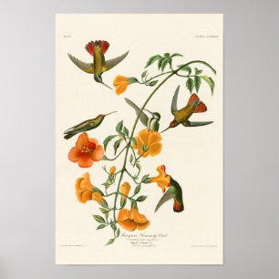 Affiche Mangrove Humming Bird Audubon Birds of America