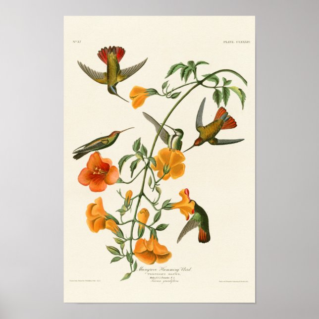 Affiche Mangrove Humming Bird Audubon Birds of America (Devant)