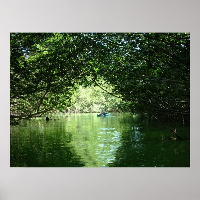 Affiche Mangrove Kayaking (Devant)