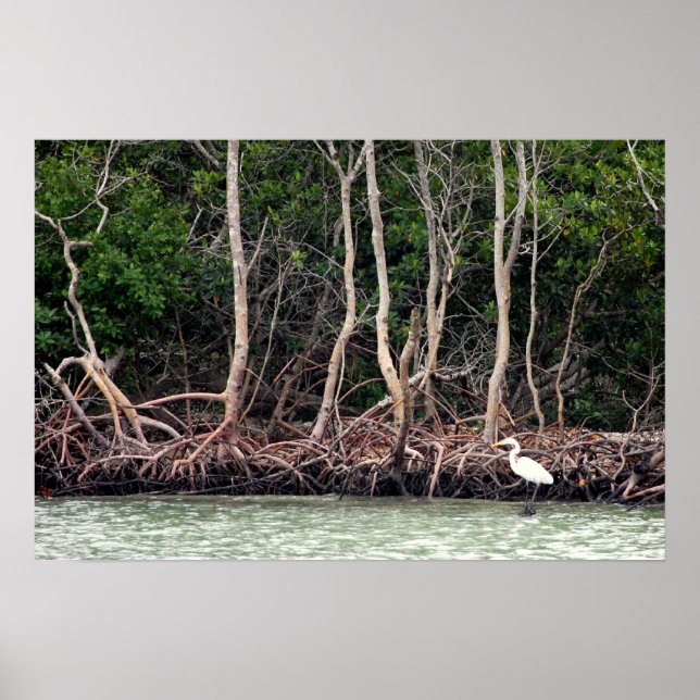 Affiche Mangroves de Floride (Devant)