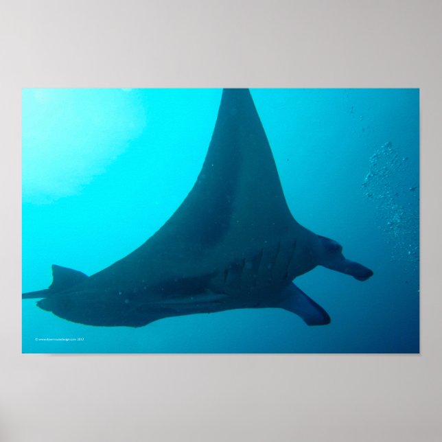 Affiche Manta Ray (Devant)