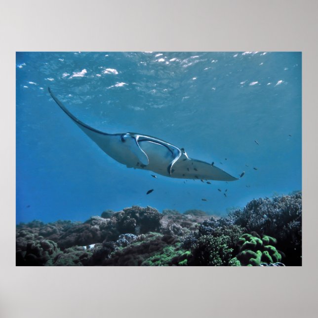 Affiche Manta sur le récif (Devant)
