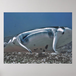 Affiche Manta Up Close