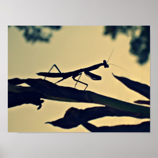 Affiche Mantis. (Devant)