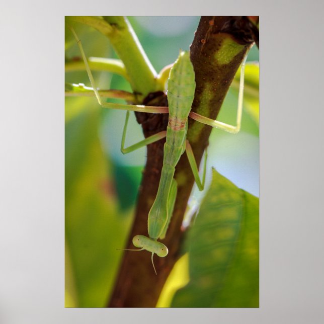 Affiche Mantis de prière verte Macro Photographie Mur Art (Devant)