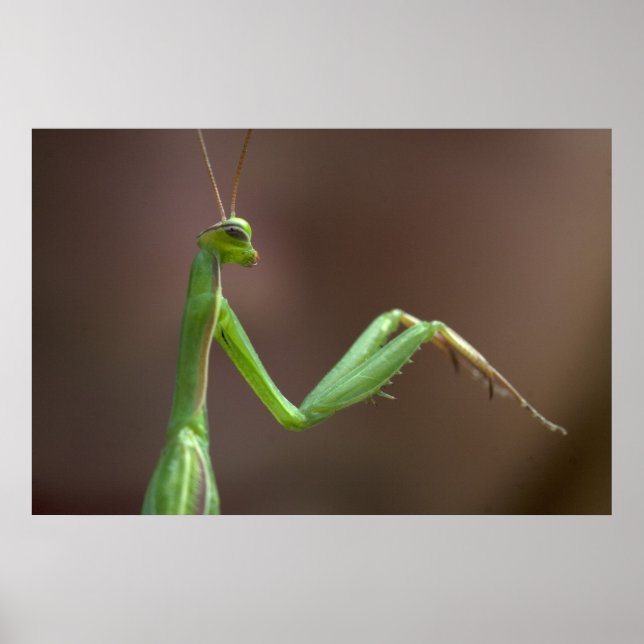 Affiche Mantis religiosa (Devant)