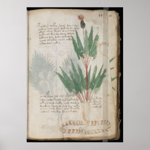 Affiche manuscrit de Voynich
