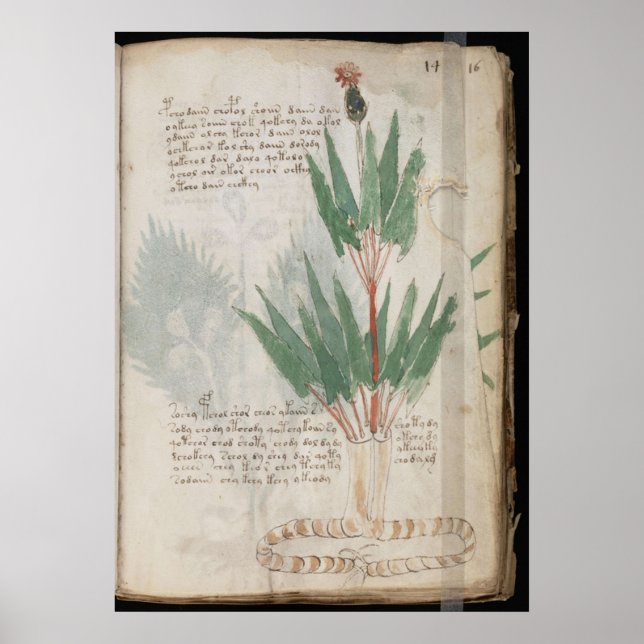 Affiche manuscrit de Voynich (Devant)